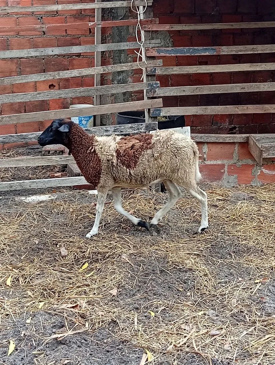 Borrega dop  - Foto 2