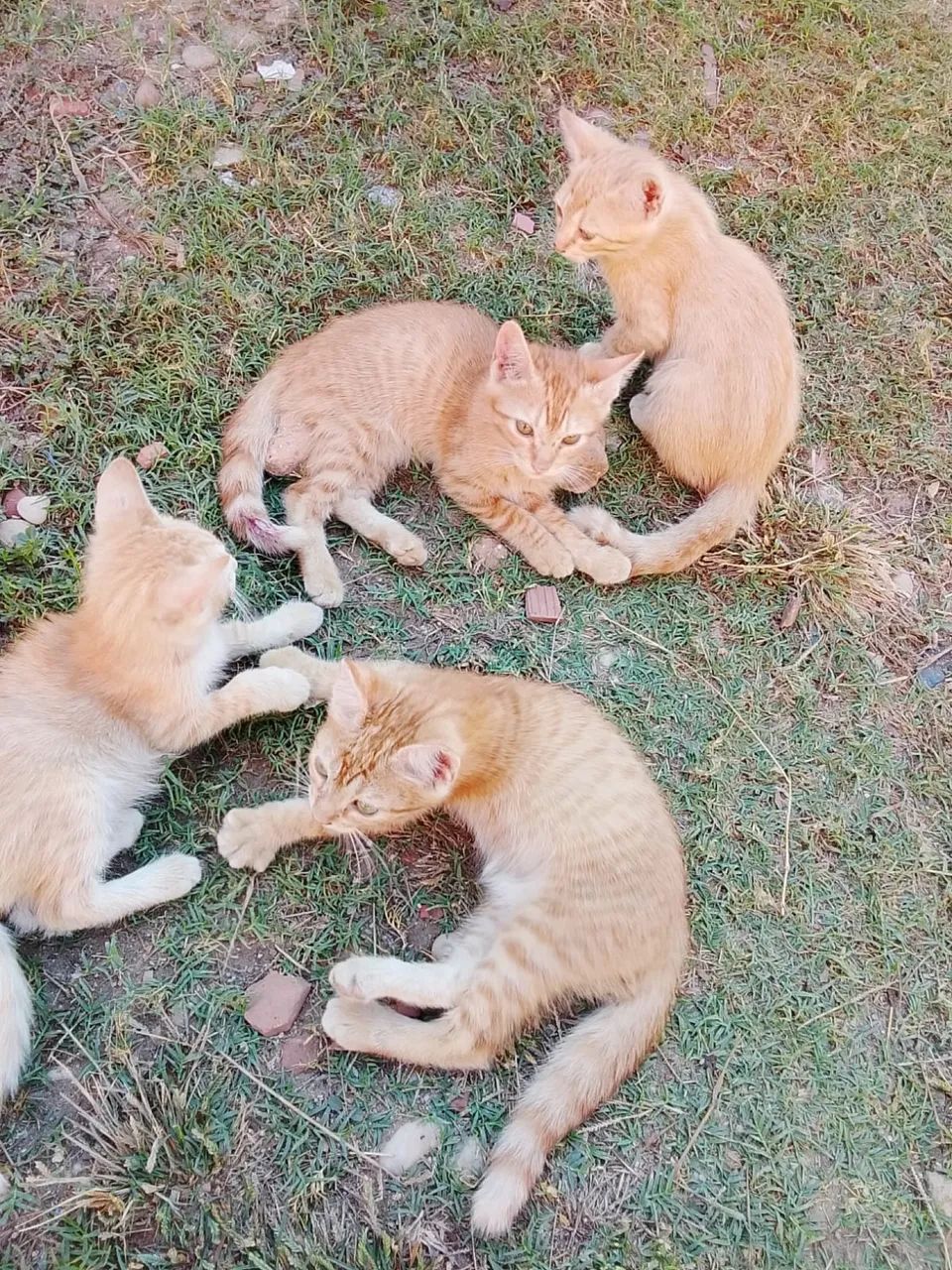 Adoção responsável filhotes 3 meses  - Foto 3