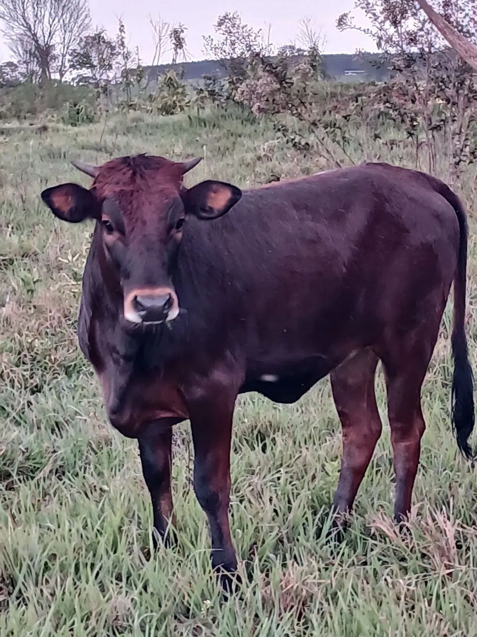 LONGHORN  - Foto 2