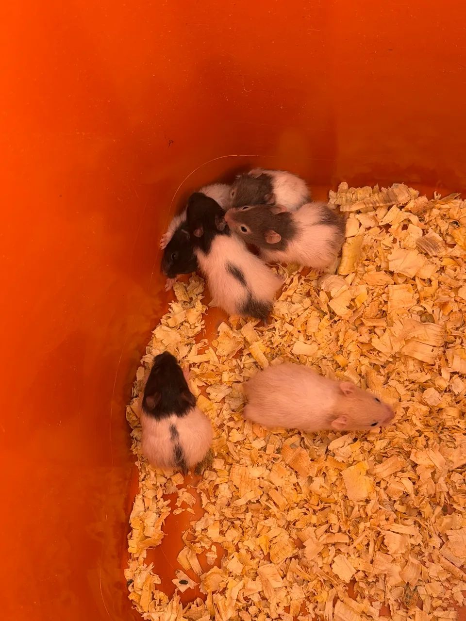 Hamster Sírio  - Foto 2