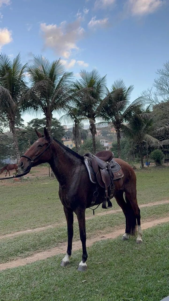 Égua marcha picada - Foto 2