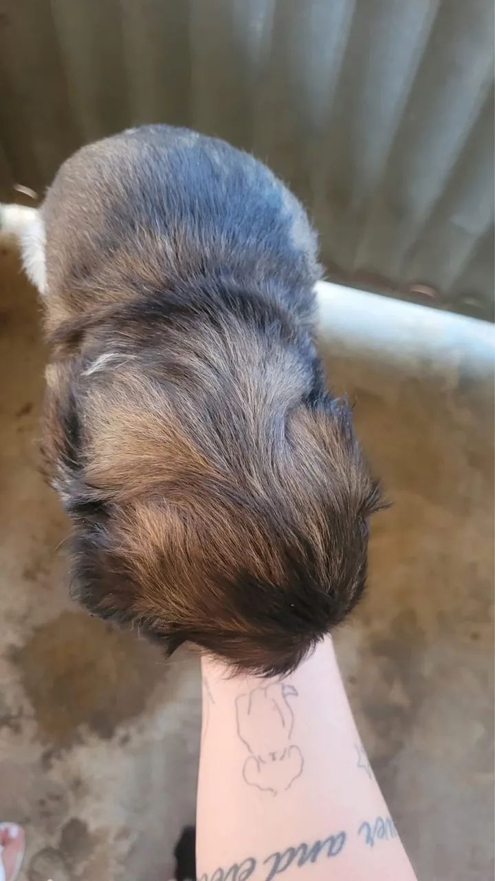 Shih Tzu Macho  - Foto 2