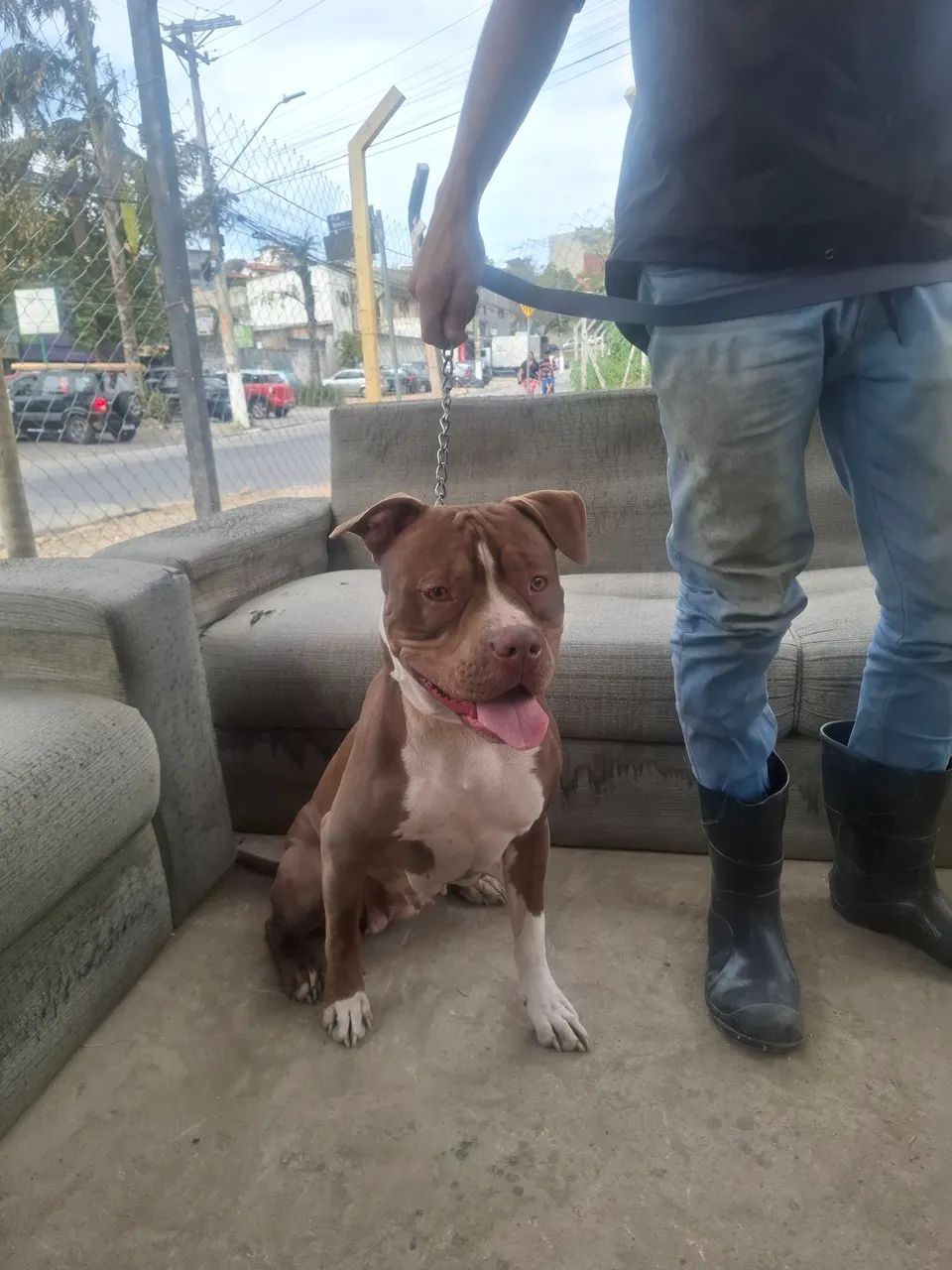 American Pitbull  - Foto 3