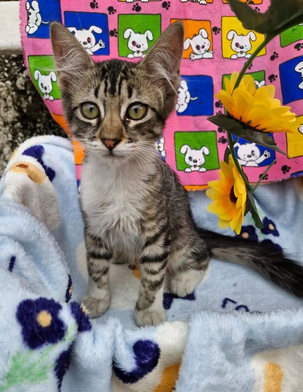 Lindas garinhas de 3 meses  - Foto 3