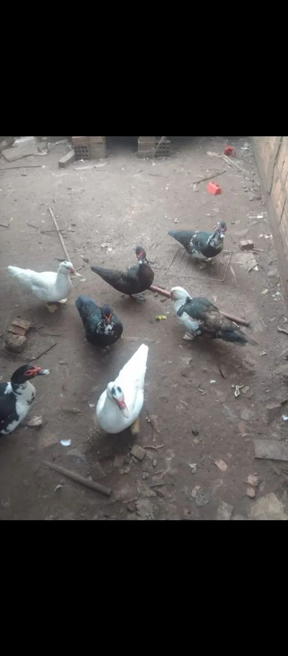 Patos adolescentes 