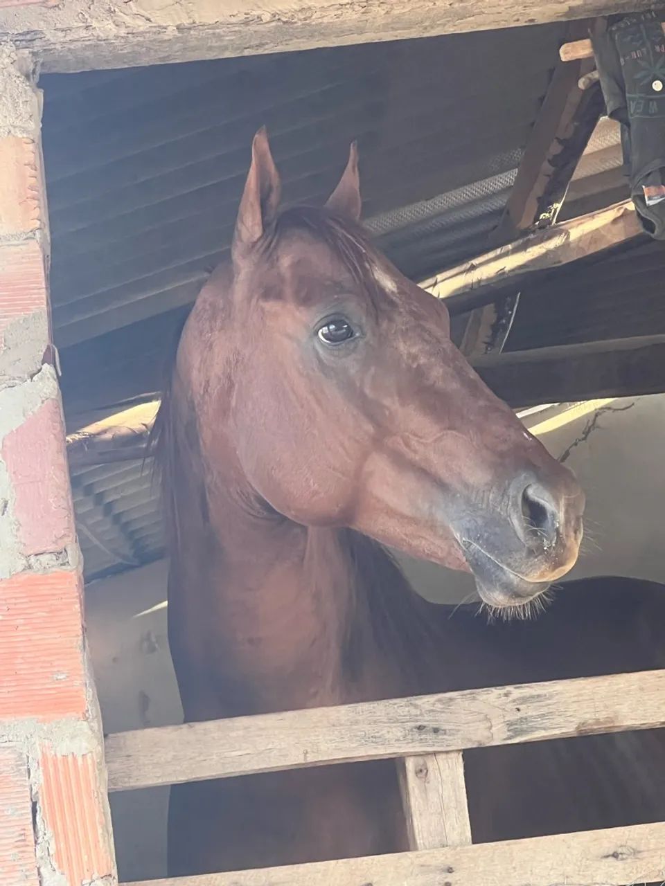 Cavalo de Prado treinando pra derrubar boi com documento  - Foto 2