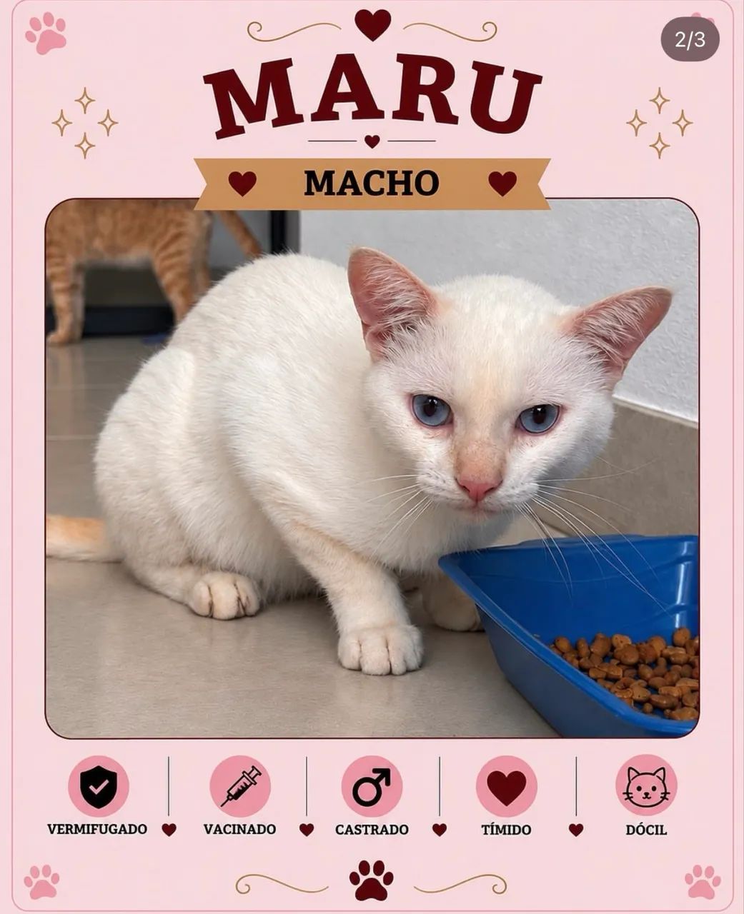 Gato para adoção  - Foto 2