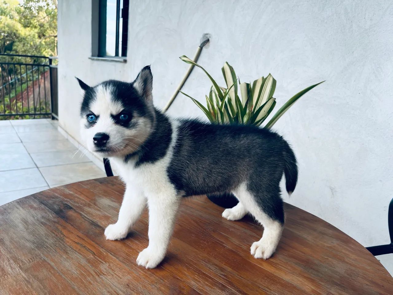 Husky siberiano - Foto 3