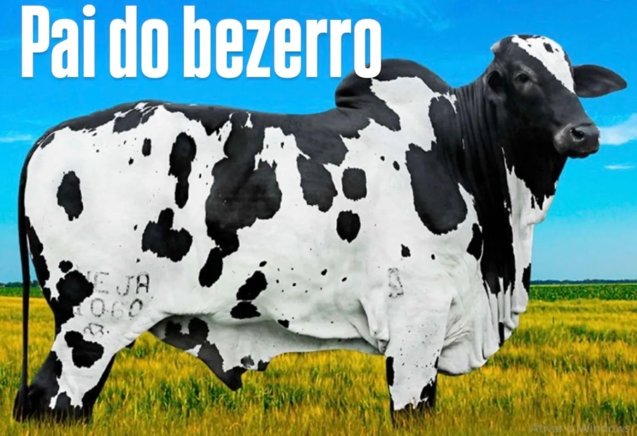 Venda bezerro Nelore pintado para tourinho - Foto 2