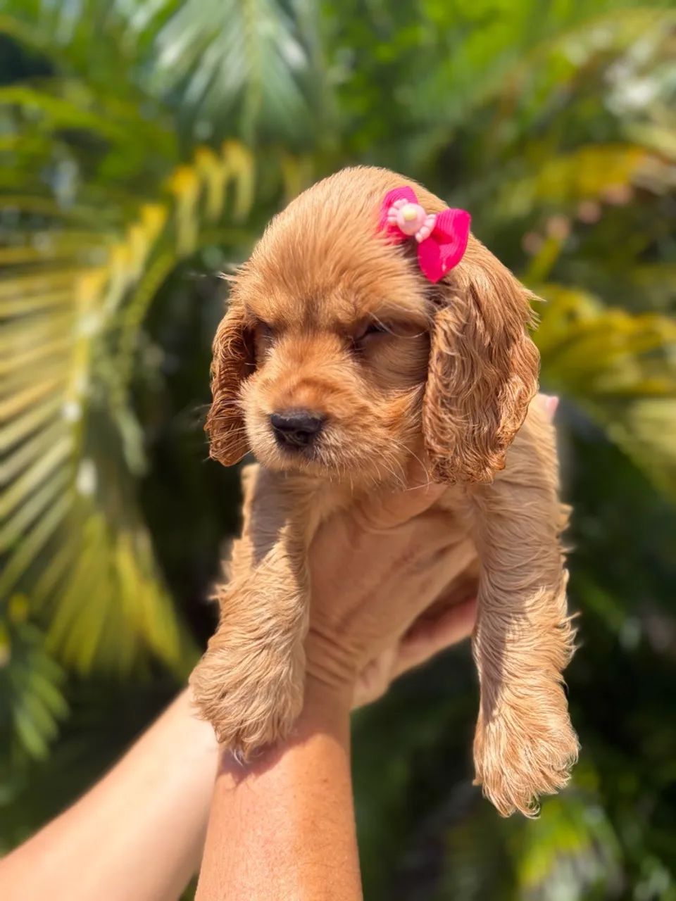 Cocker Spaniel fêmea  - Foto 3