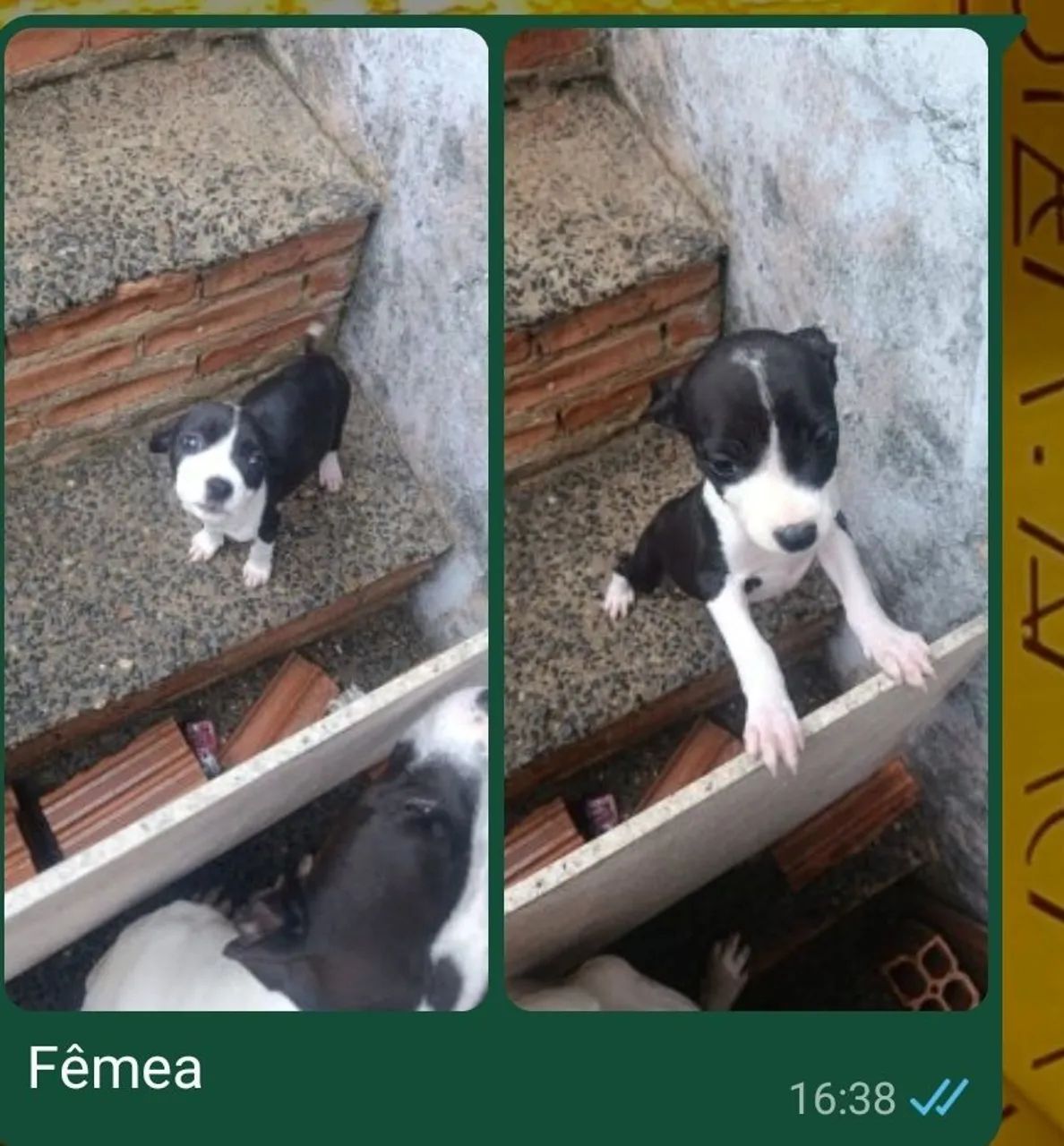 Pit Bull  - Foto 5