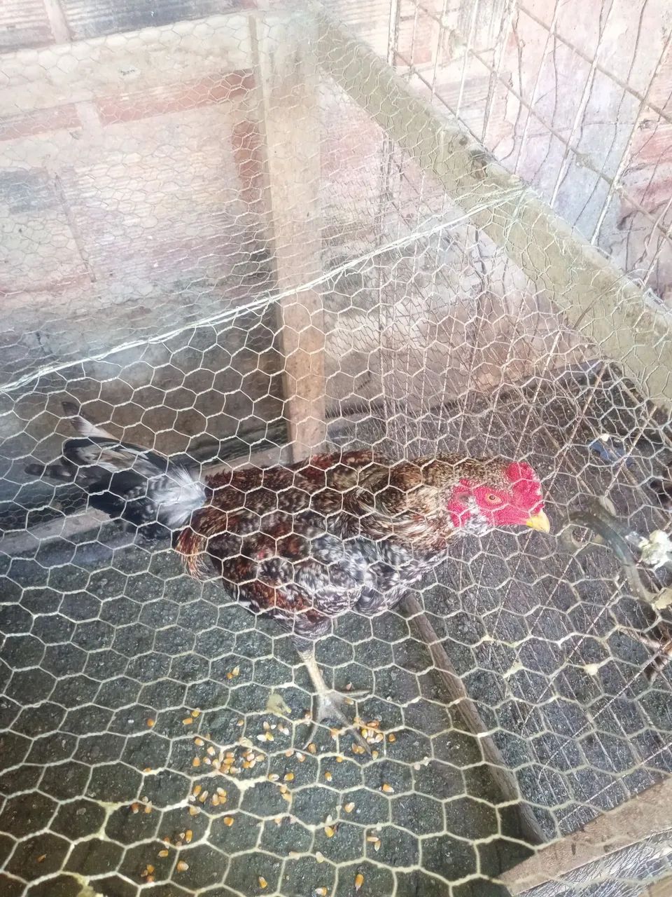 Galinha e galinzes  - Foto 2