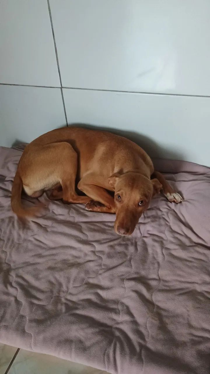 Doação de cachorrinha 