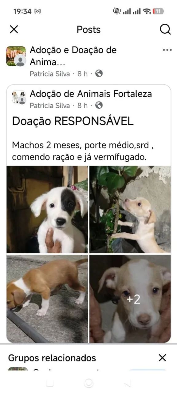 Doação cachorros