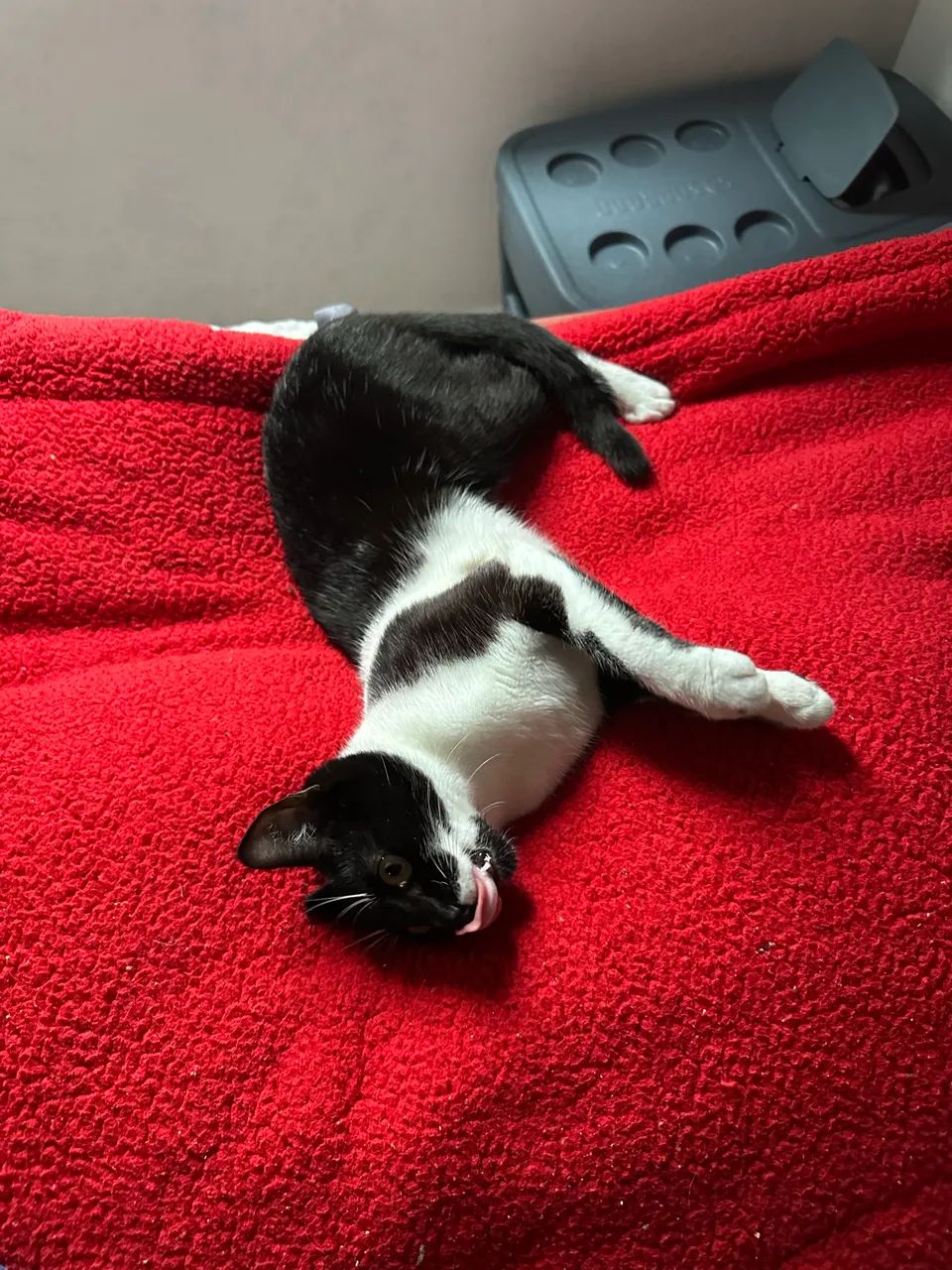 Doação de Gato - Tem 10 meses - Foto 5