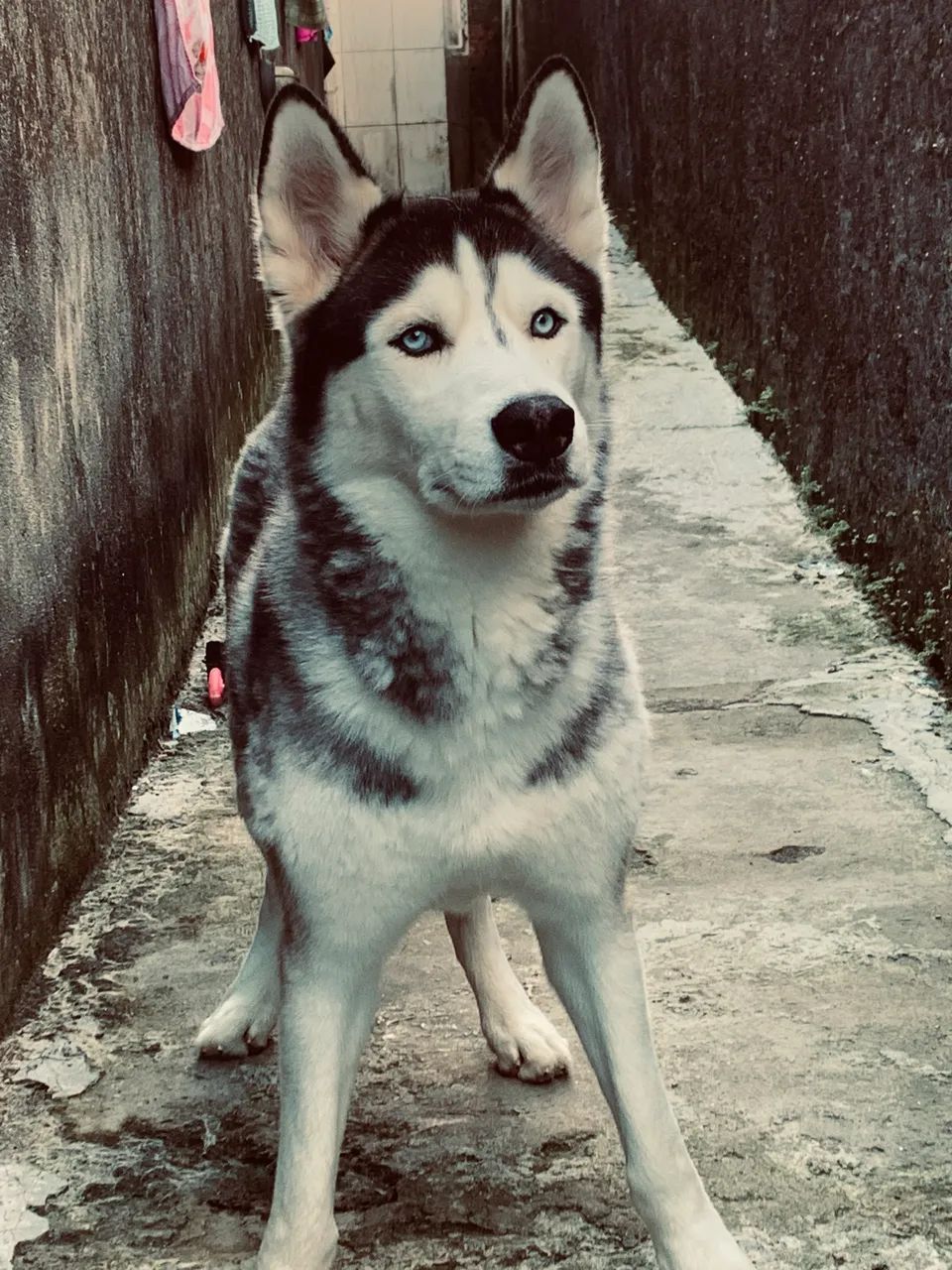 HUSKY MACHO PRA CRUZAR