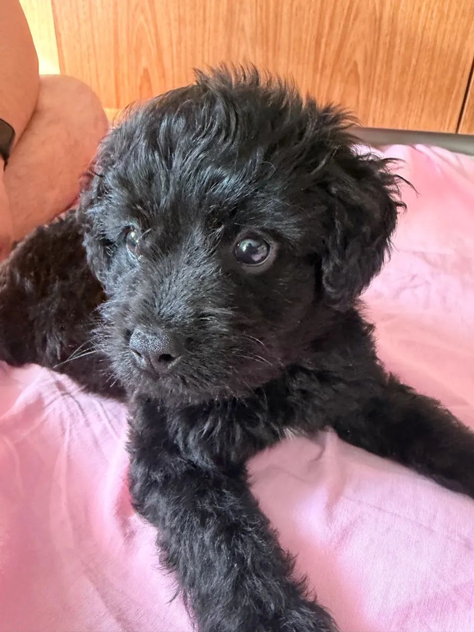 Poodle Macho - Foto 3