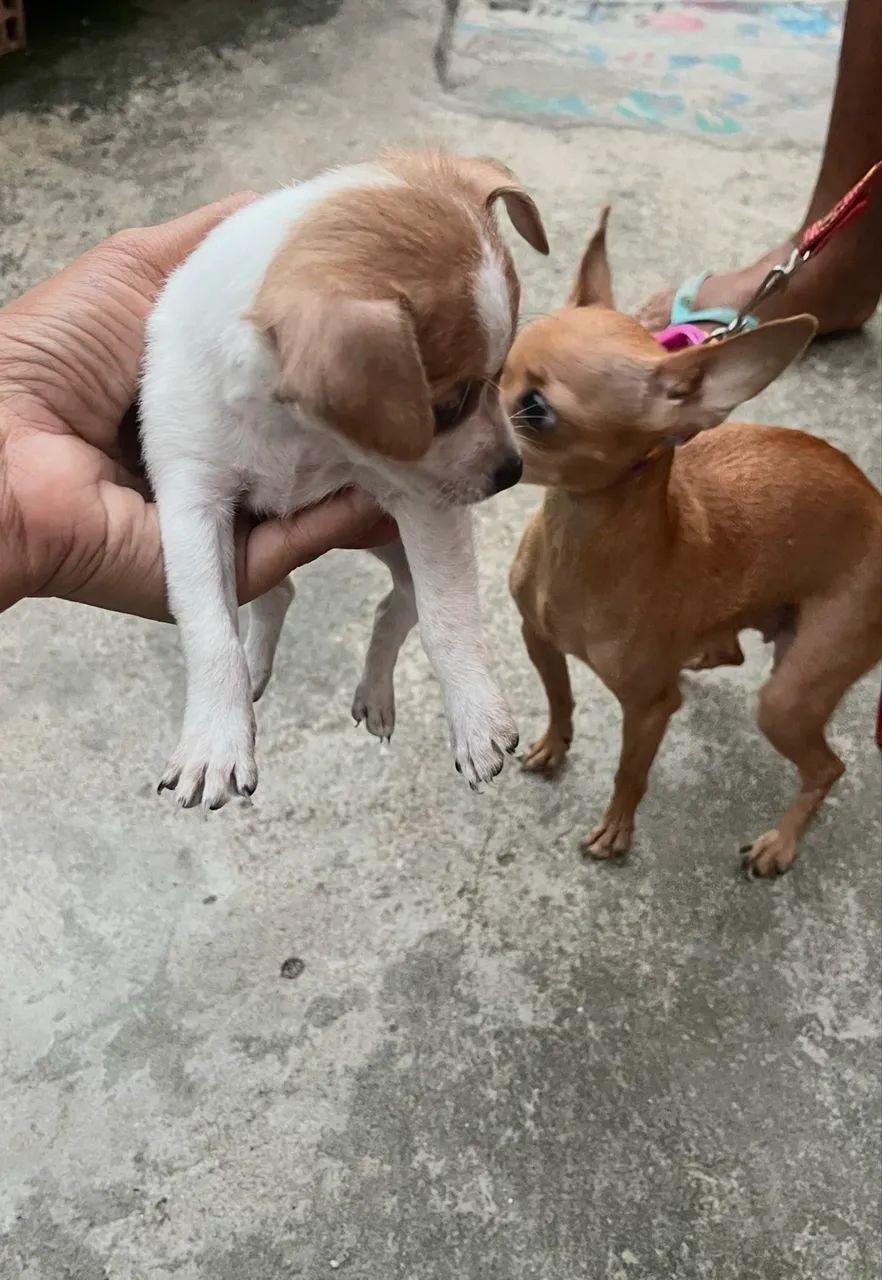 Cachorro  - Foto 3