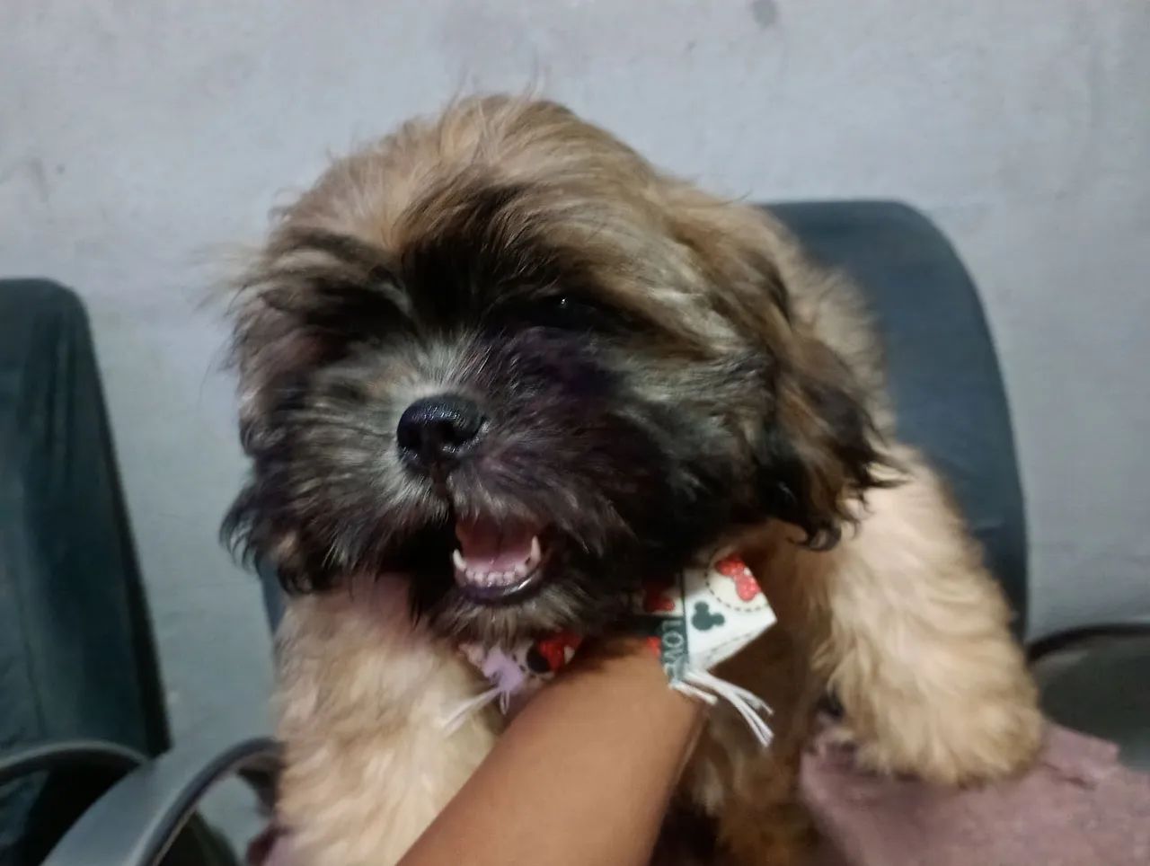 Filhotes de Lhasa Apso - Foto 2