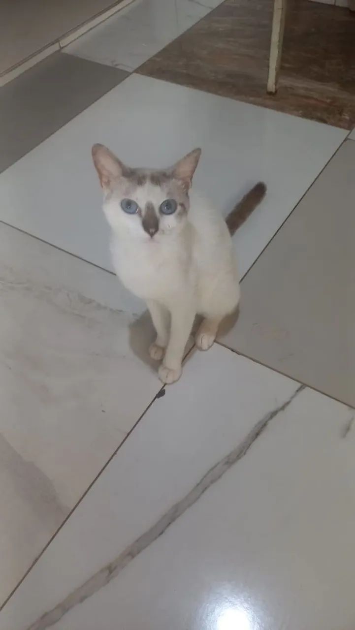 Linda gatinha dócil castrada (ADOÇÃO RESPONSÁVEL) - Foto 2