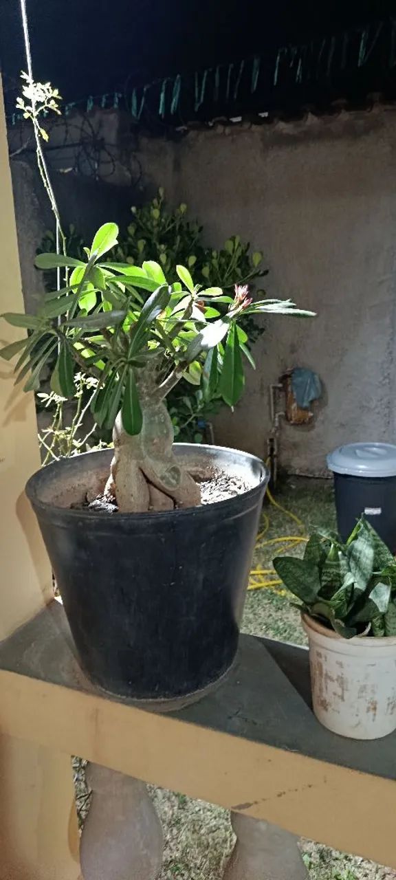 Rosa do deserto  - Foto 2