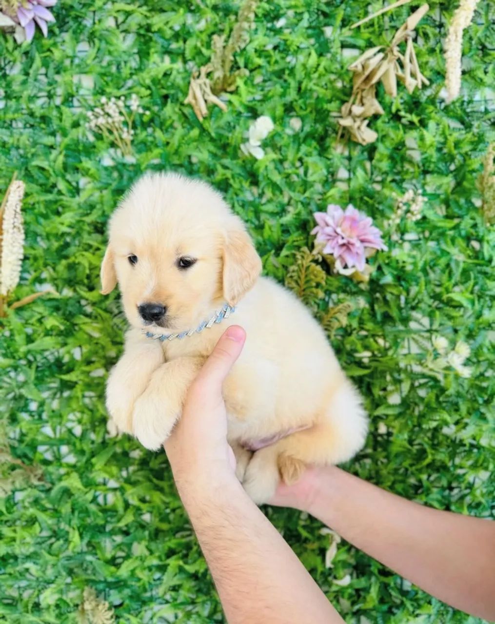 Golden retriever  - Foto 3
