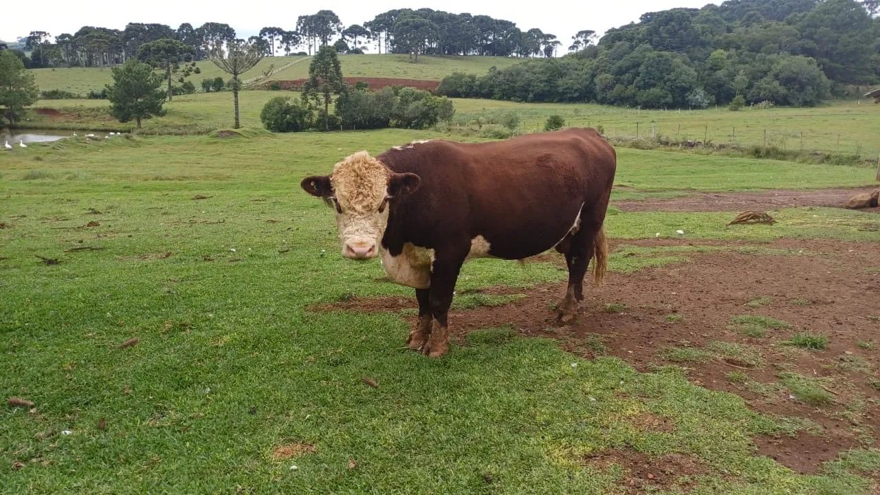 Vendo 4 Vacas e 1 Touro  - Foto 4