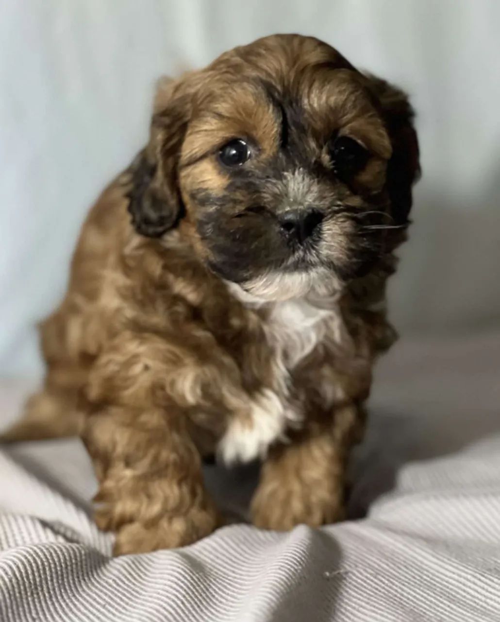 ? Lhasa Apso ? pelagem linda
