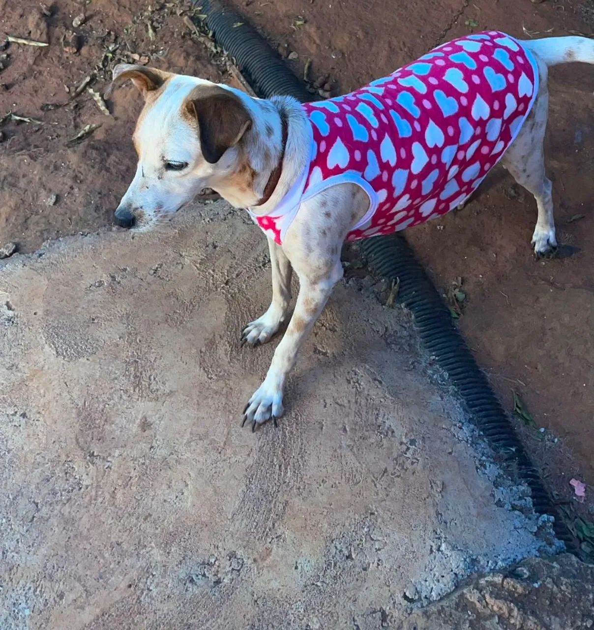 Doando uma cachorra.