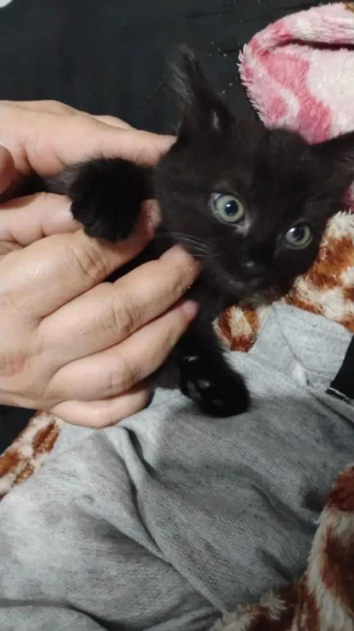 Gatinhos