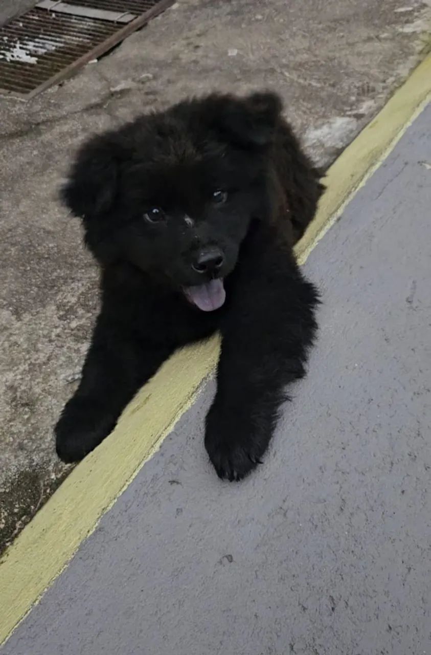 Chow Chow macho apenas esse - Foto 2