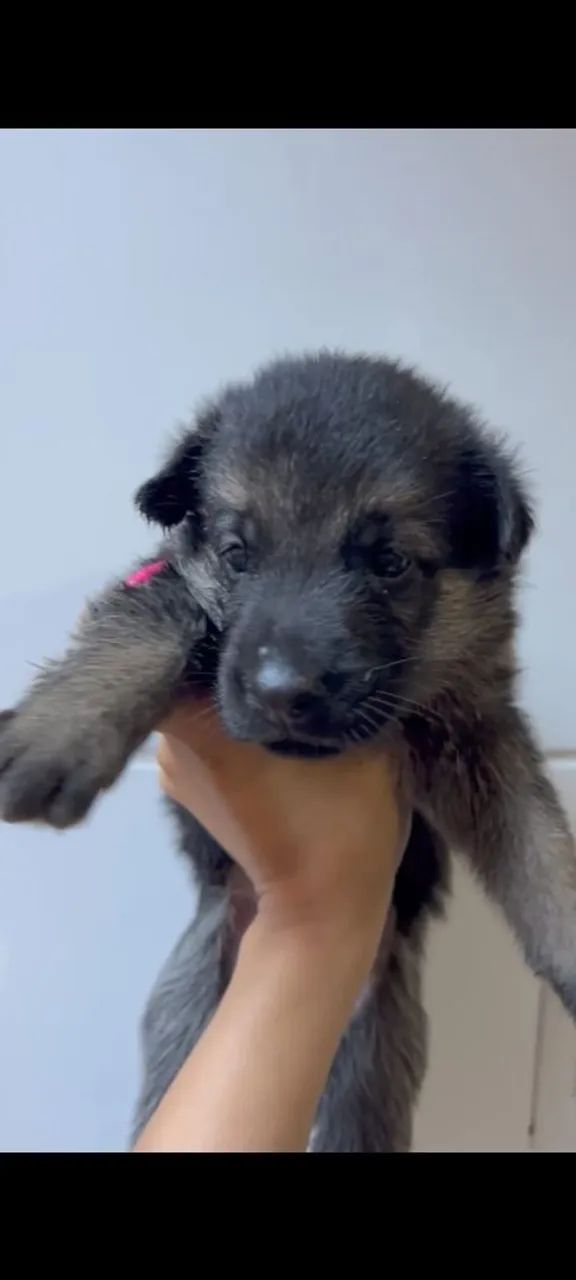 Cachorro  - Foto 5