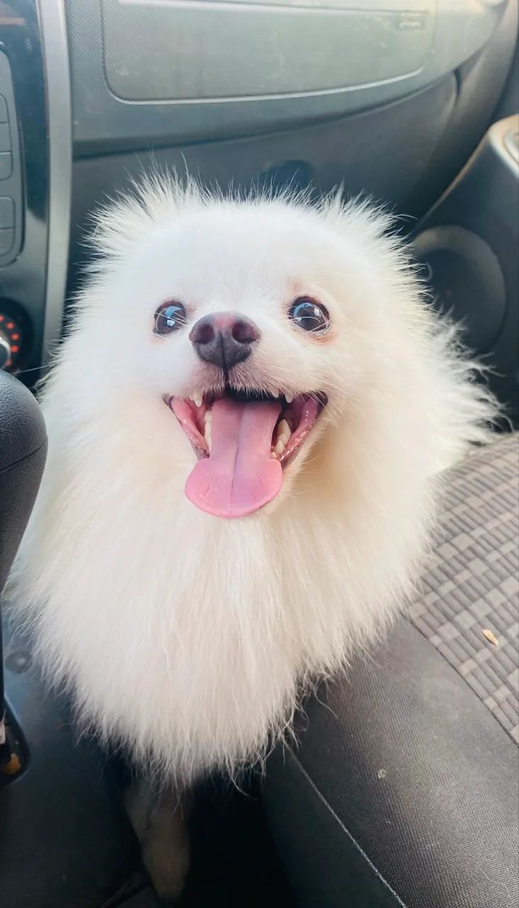 Spitz alemão  - Foto 3