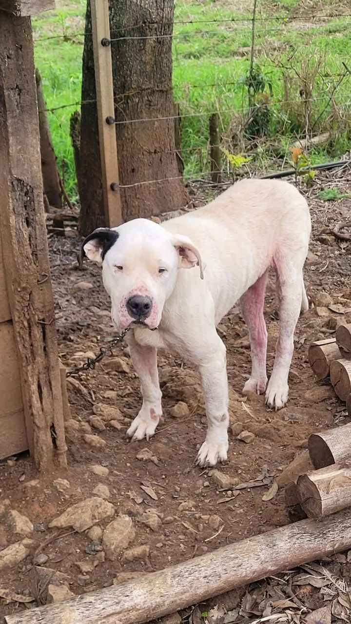 dogo argentino 