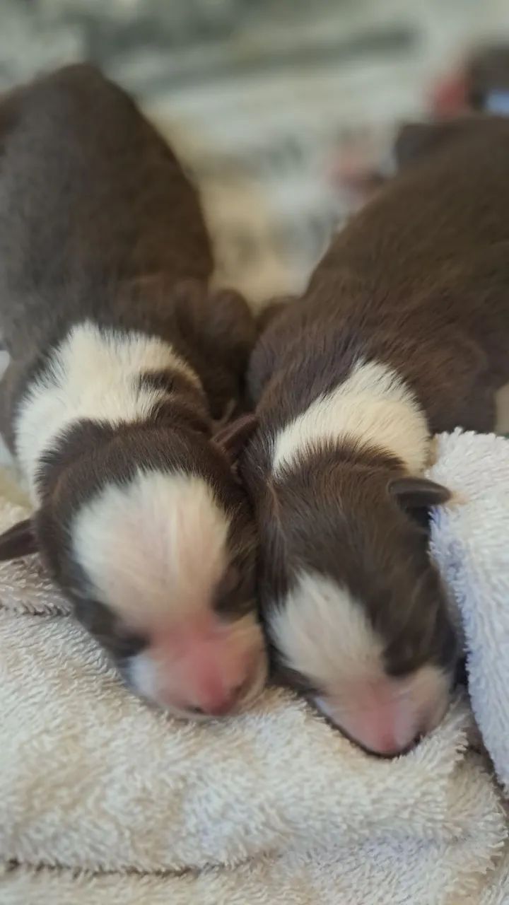 Border collie  filhotes - Foto 4