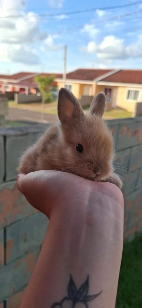 Mini coelhos  - Foto 2