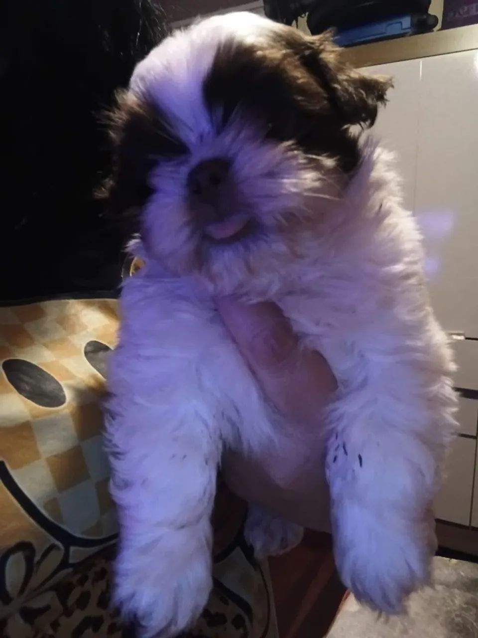 Shitzu bebê. - Foto 3