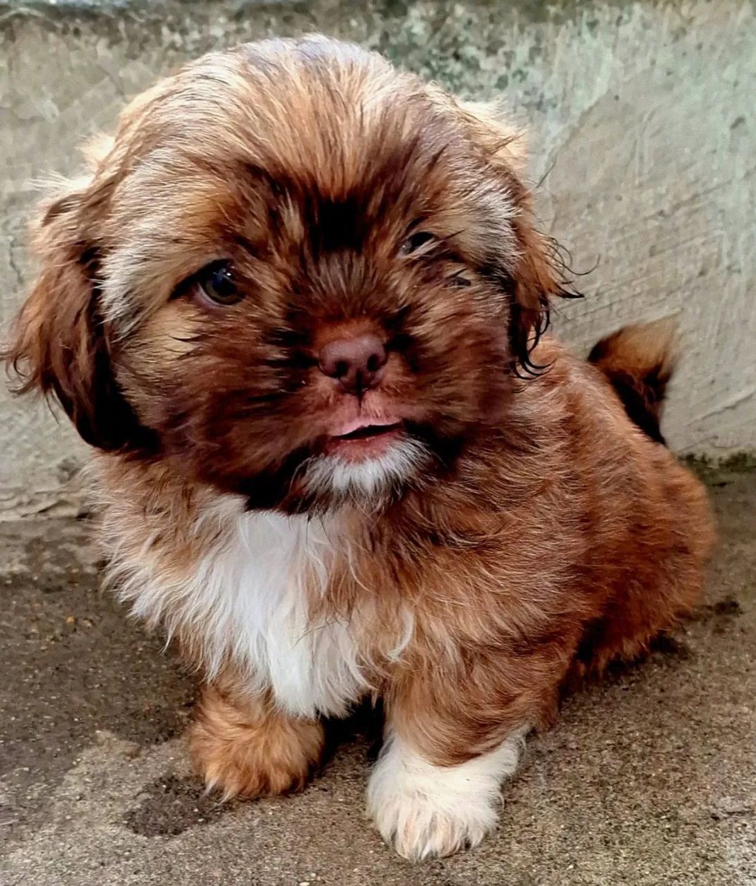 Shitzu cão 