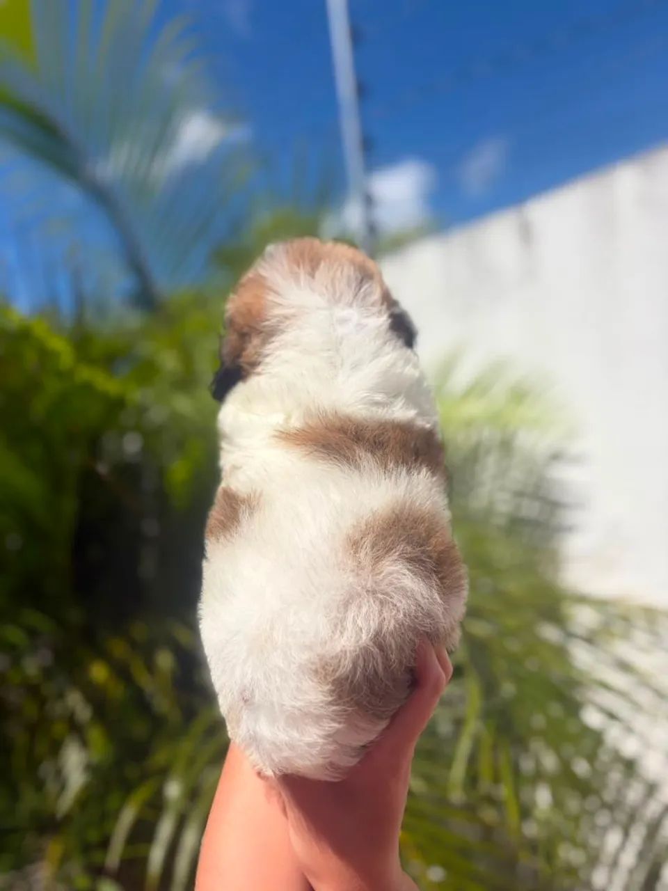 Macho de shihtzu disponível  - Foto 3