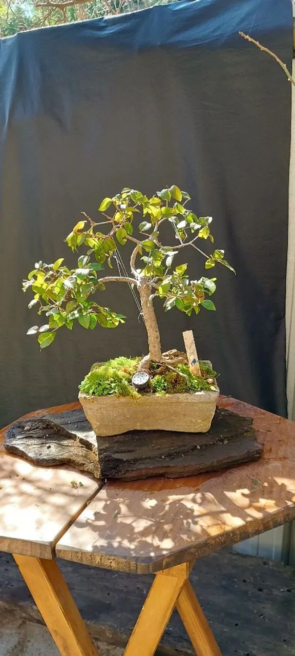 Bonsai pitanga  - Foto 2
