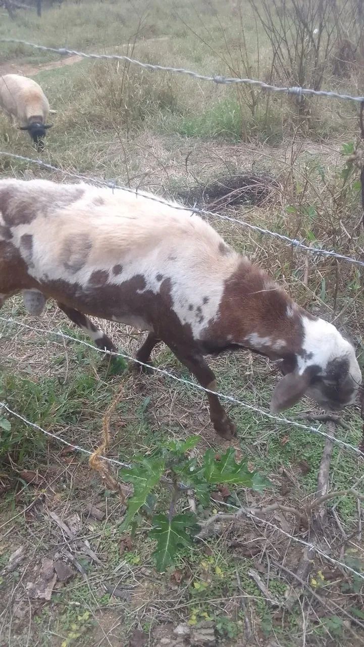 Lote de carneiros e ovelhas - Foto 5
