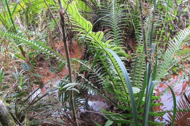 Área de planta 6 alqueires com água - Foto 4