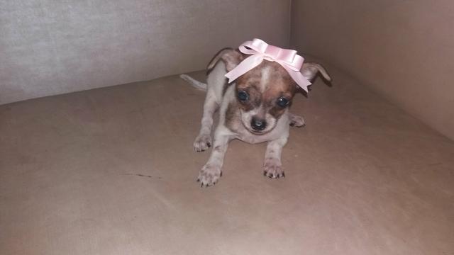 Chihuahua pedigree CBKC-Oportunidade
