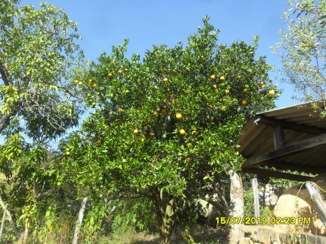 114C/Bela fazendinha de 25 ha com muita água, ótima localização e boa estrutura de sede - Foto 18