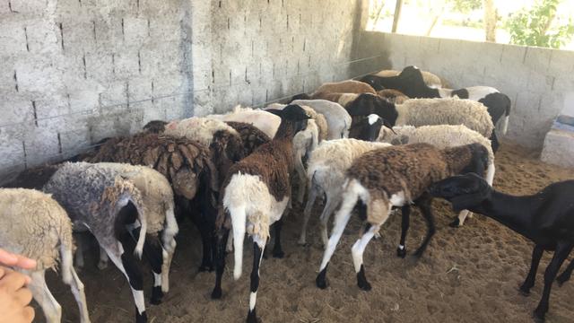 Cordeiros a venda - Foto 2