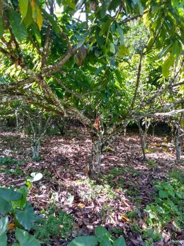 Vendo fazenda tamari BA - Foto 2