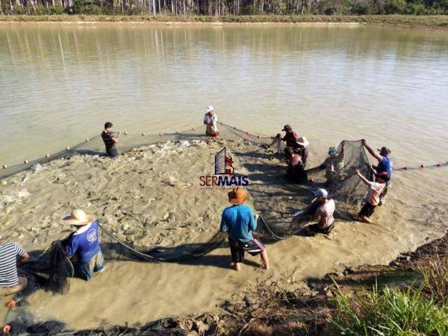 Sítio à venda, por R$ 2.775.000 - Zona Rural - Teixeirópolis/RO - Foto 5