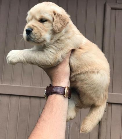Golden Retriever, filhotes vacinados e vermifugados - Foto 2