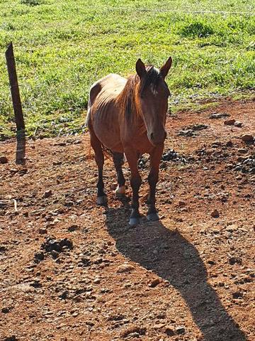 Cavalo Mangalarga