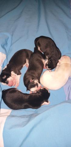 Filhotes disponíveis husky
